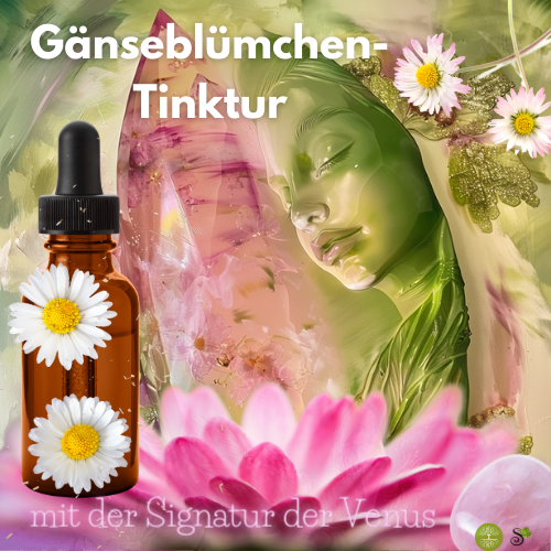Gänseblümchen-Tinktur DIY