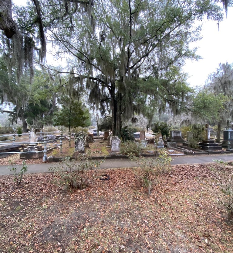 Spanish Moss of Savannah GA