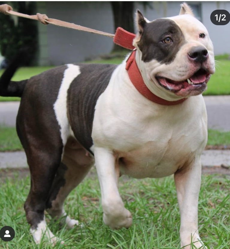 XL PITBULLS, XL AMERICAN BULLIES, TITANIUM KILO KENNELS