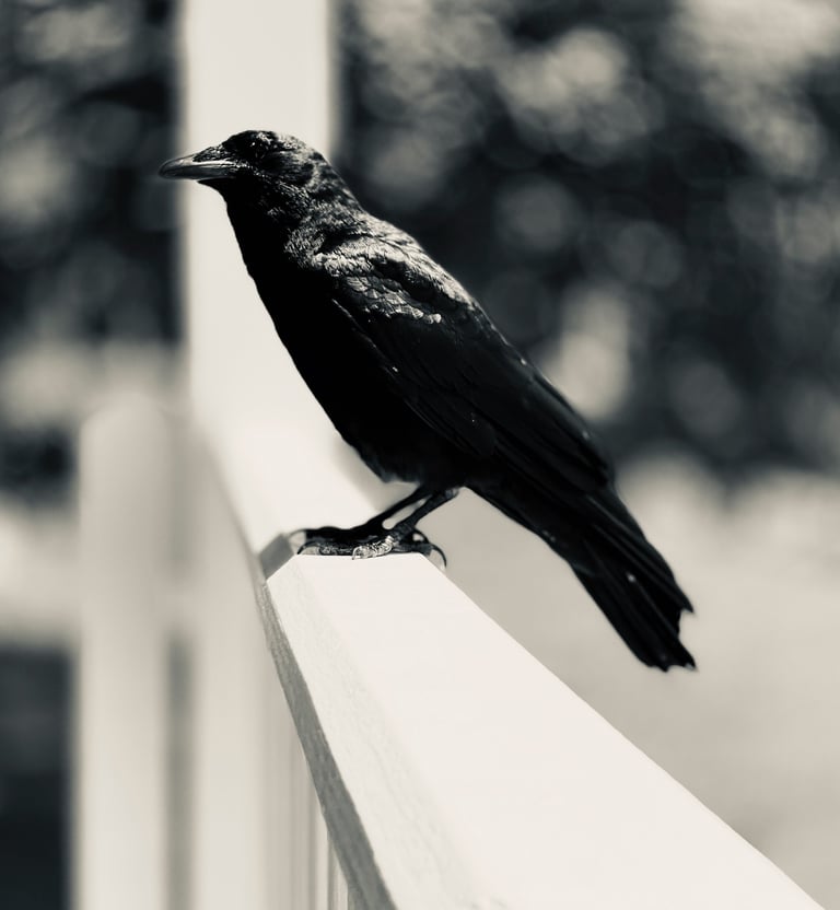 A black crow perched on a porch railing