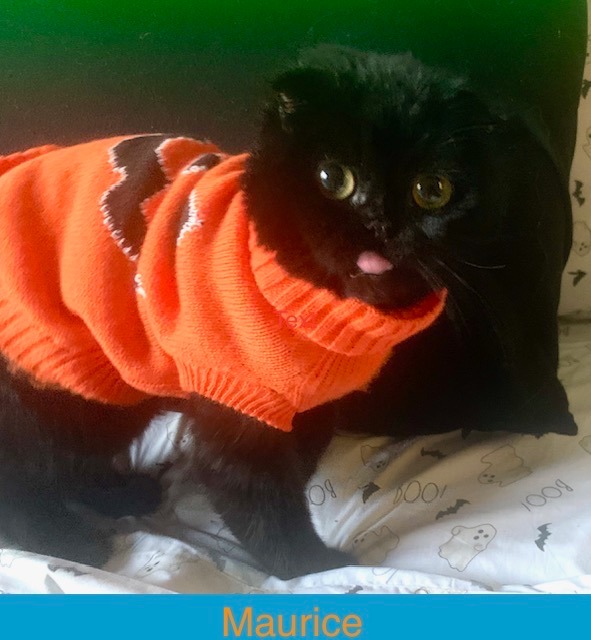 Maurice - black male Scottish Fold