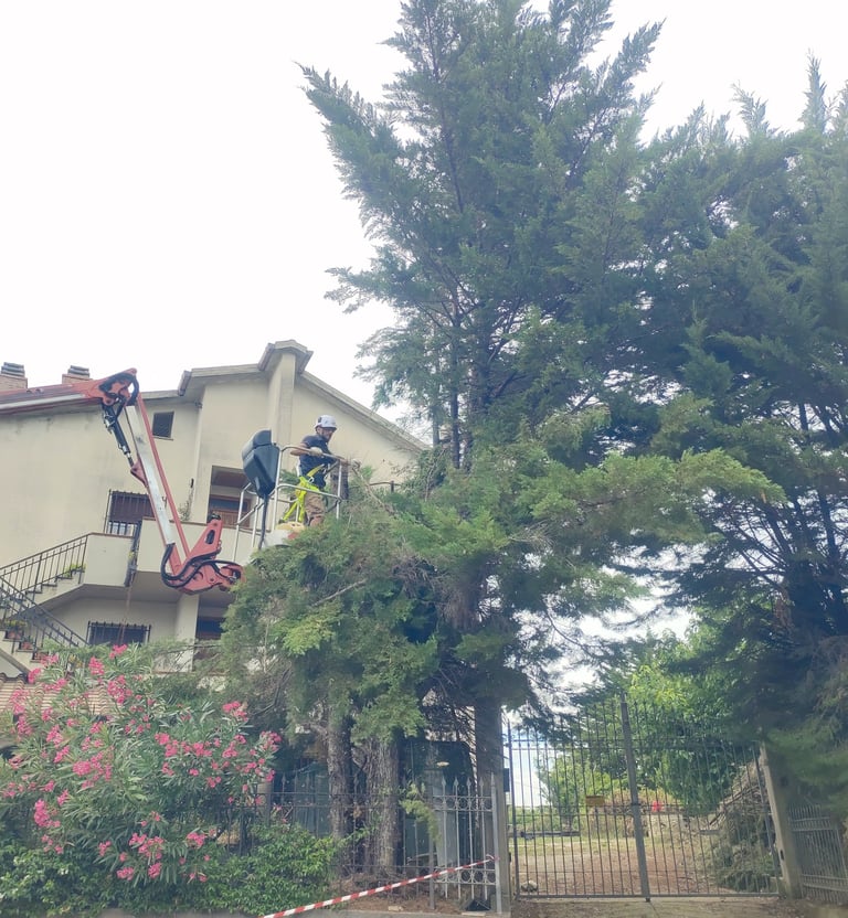 PLE, piattaforma aerea, cestello, abbattimento, dall'alto, amelia, terni, potatura, alto fusto