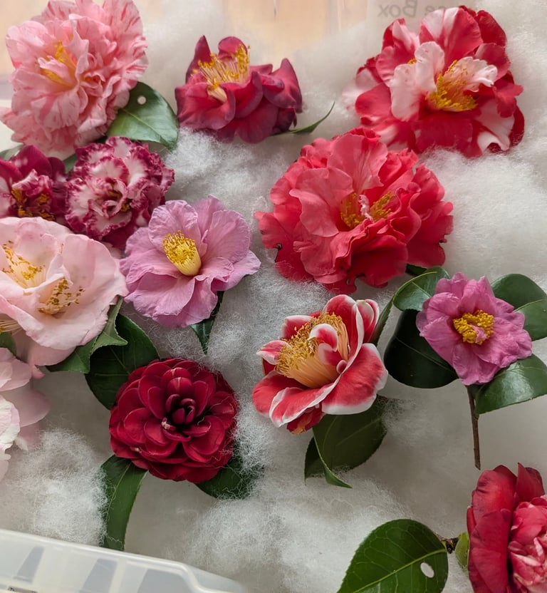 Camellia Show Flowers