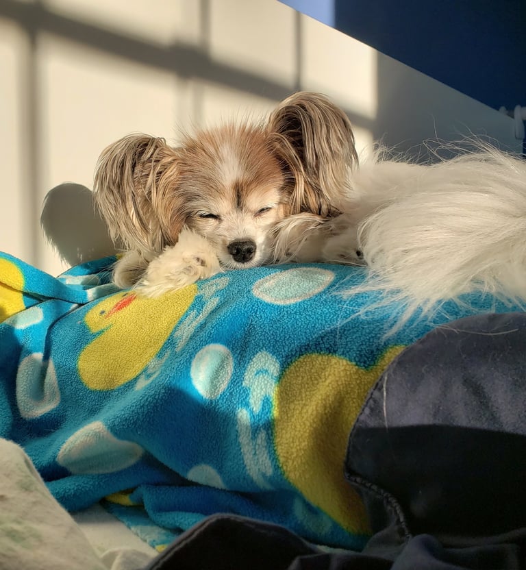 An elderly red and white papillon rests peacefully.
