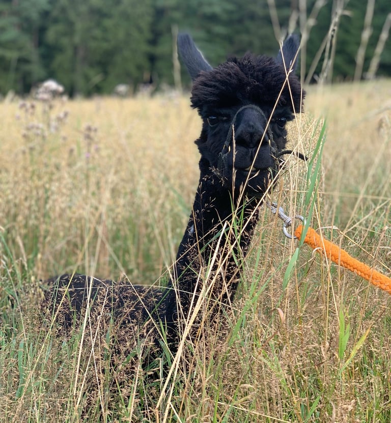 A fluffy black alpaca with an orange leash peeking through tall grass in a sunny meadow.