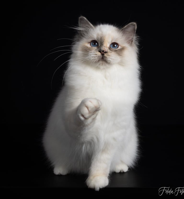 Nydelig Hellig Birma kattunge blåskilpaddemasket fra NO*Gaustatoppens oppdrett