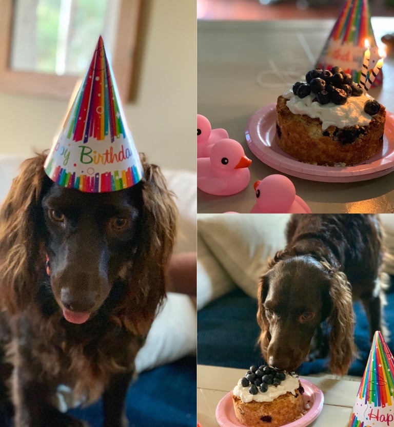 dog-birthday-treats.jpeg 