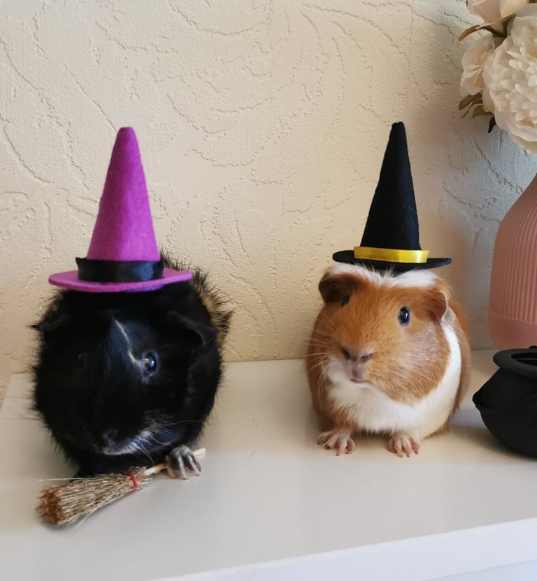 two guineas dressed up as witches and witches