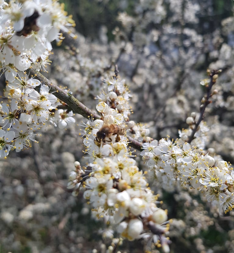 a honey bee of apple blossom in spring