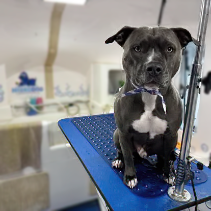 Majestic grey pitbull posing for a picture
