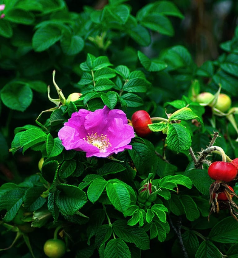 Cape Cod Rosa Rugosa.