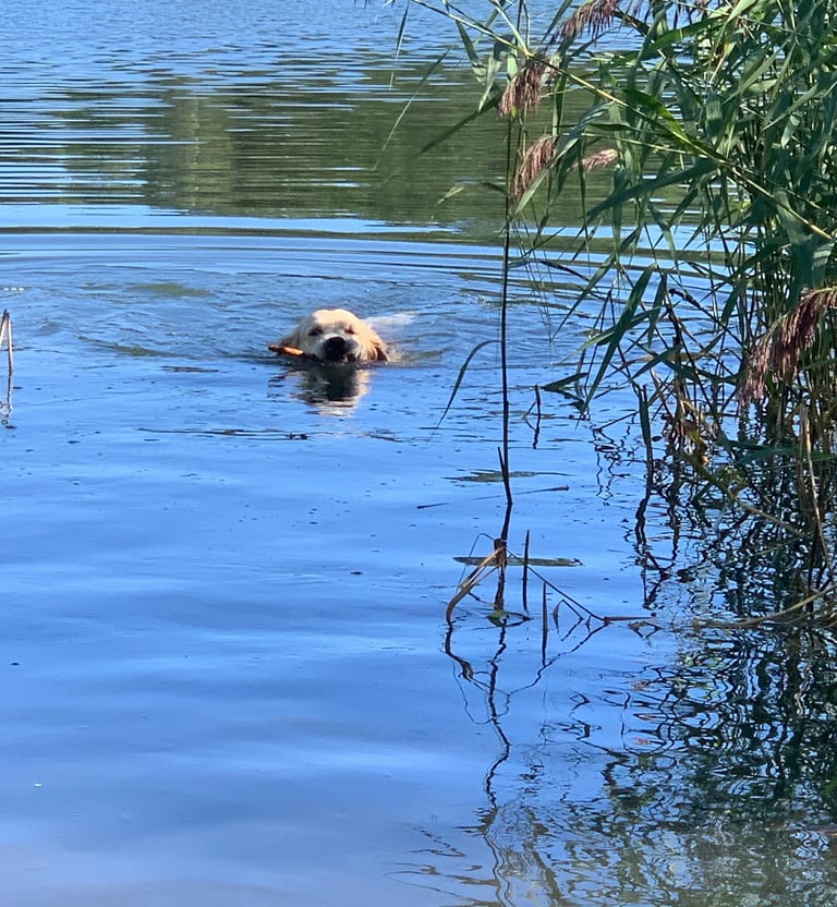 Ziggy training fetching things 200 meter from shore.