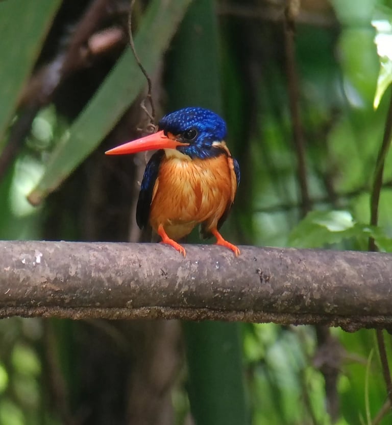 A colorful blue-eared kingfisher bird with a bright orange beak perched on a branch in a tropical forest.