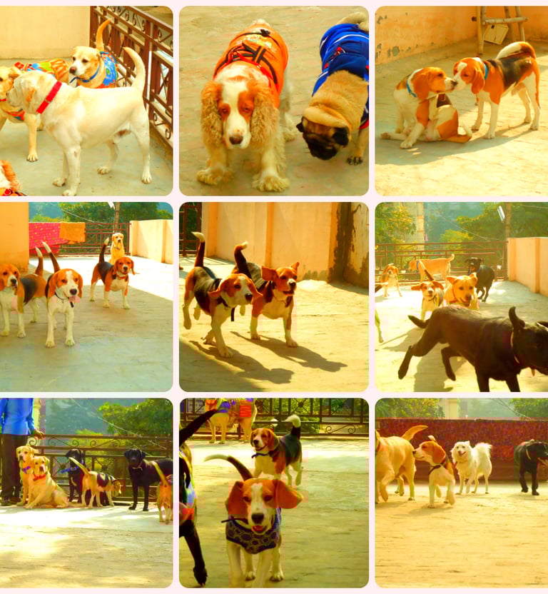 dog boarding pet care hostel creche gurgaon delhi