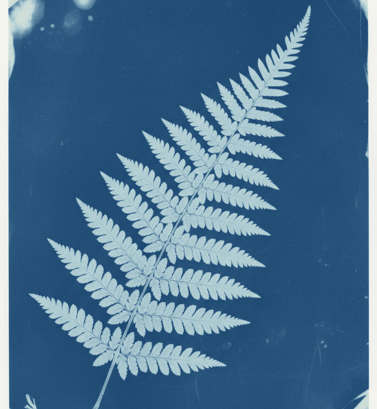 Cianotipia helecho monterrey