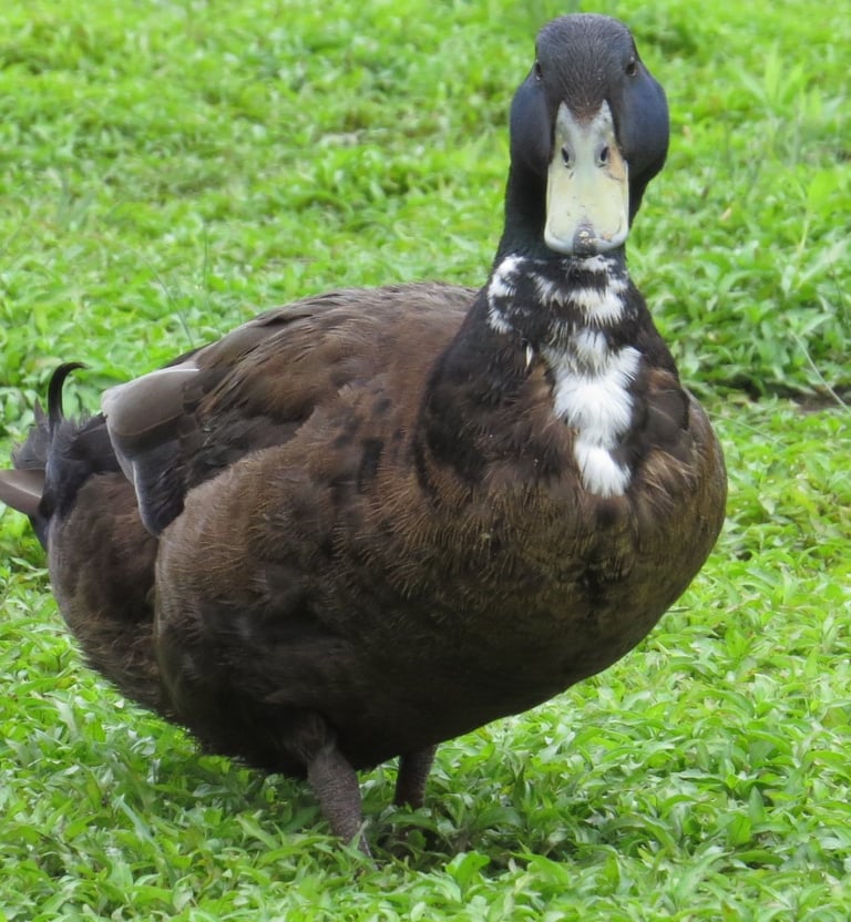 a duckling standing in the grass with its head turned to the camera
