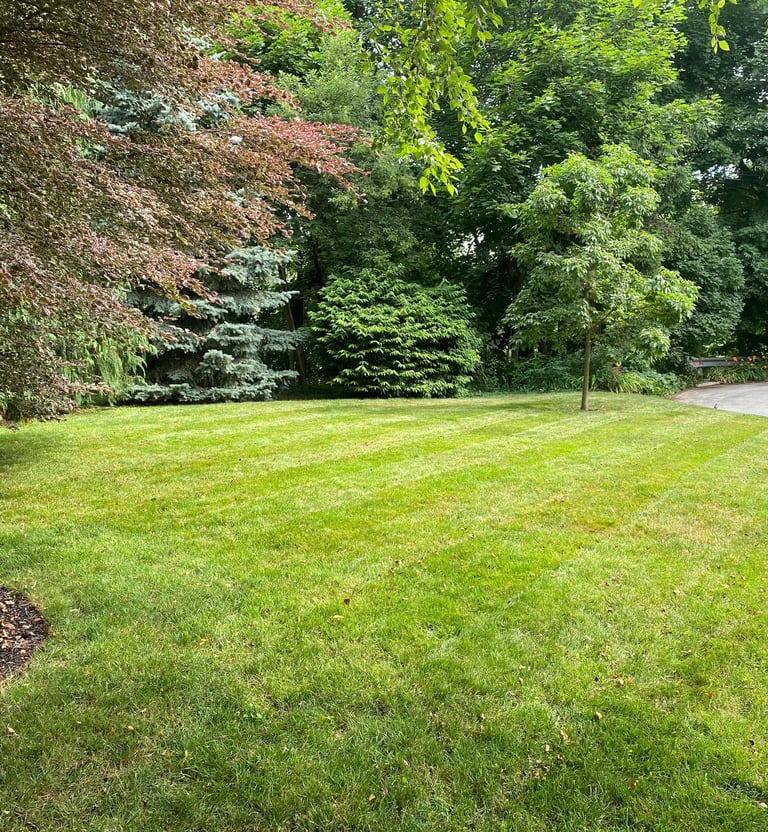 Freshly cut green lawn after professional mowing service in Guelph