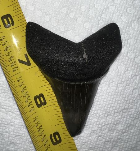 fossilized great white tooth