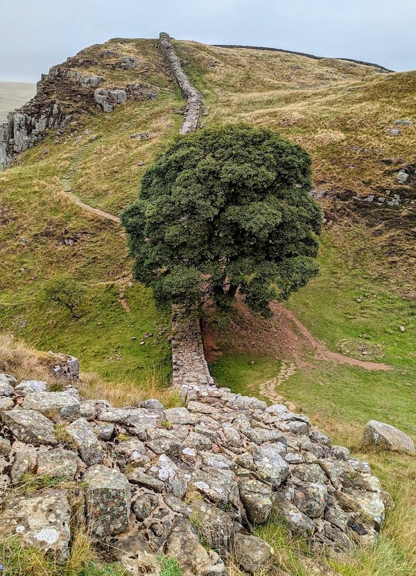 The Sycamore Gap tree, Hadrian's Wall