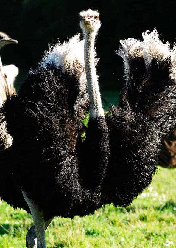 Ty Bayon - Activités pour vos P'tits Loups - La Ferme d’Autruches