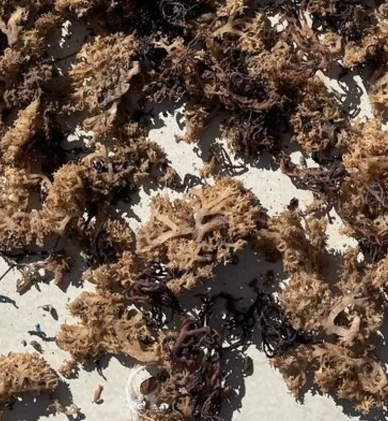 BEST DRIED EUCHEUMA COTTONII INDONESIA