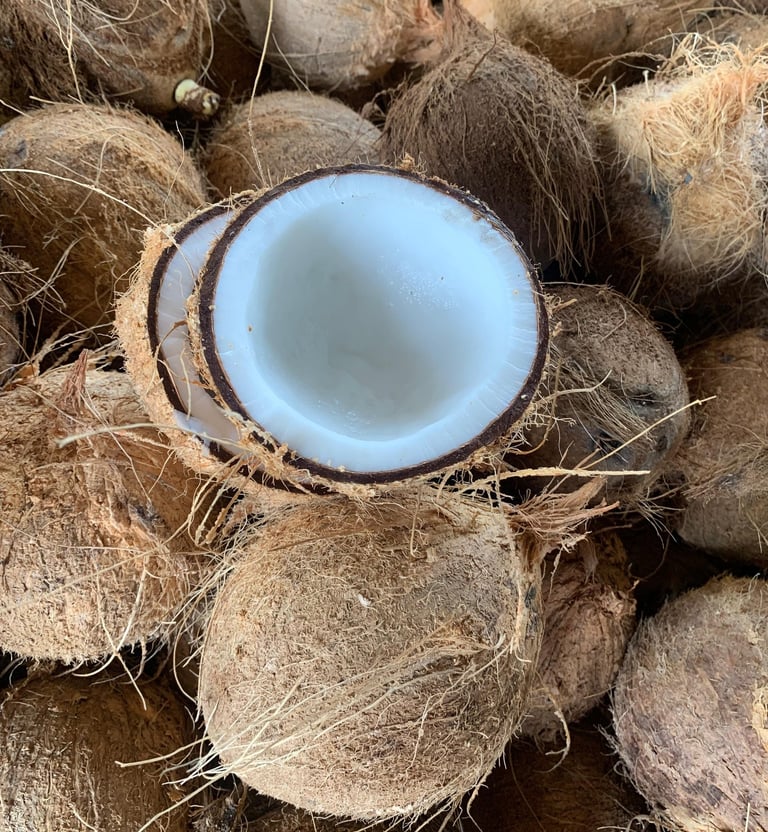 a coconut tree is shown in a pile of coconuts