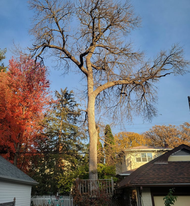 Hazardous tree over powerlines