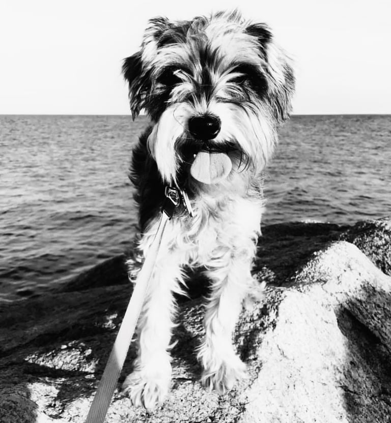 An adorable mini schnauzer standing on the breakwater at Hammonasset State Park in Madison, CT