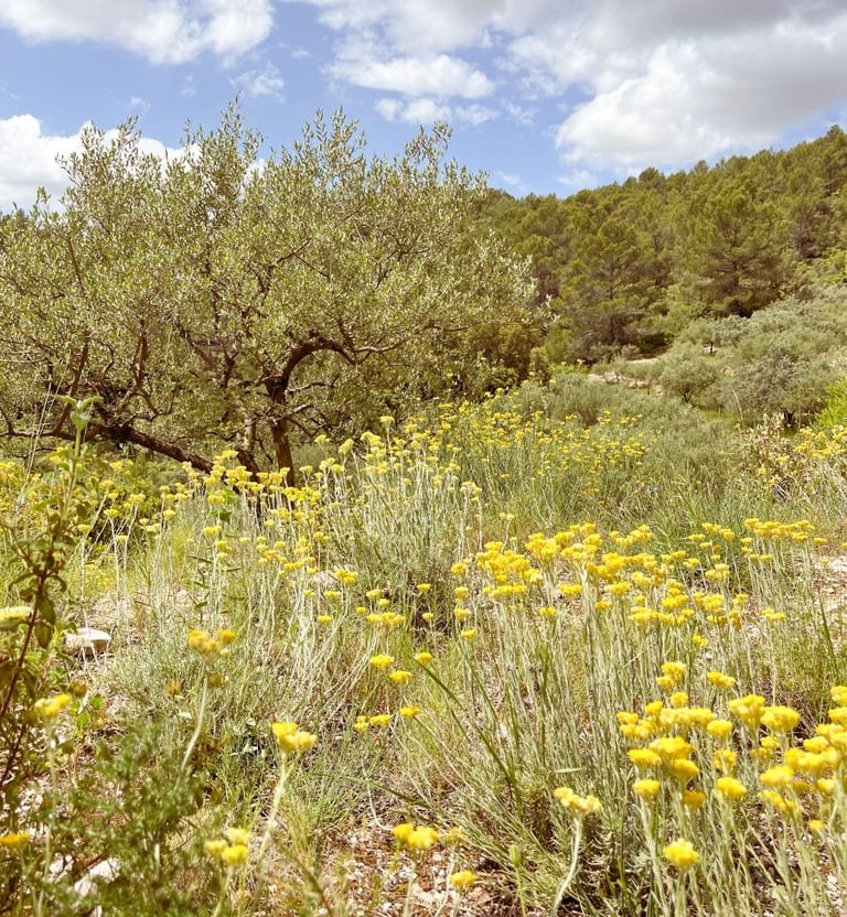 Paysage provençal de Garrigue