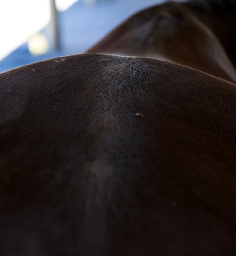 Close-up view of a dark brown horse's muscular back and spine at an equestrian stable.