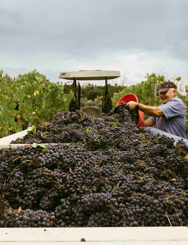Raccolta manuale delle uve nei vigneti della Tenuta San Gregorio.