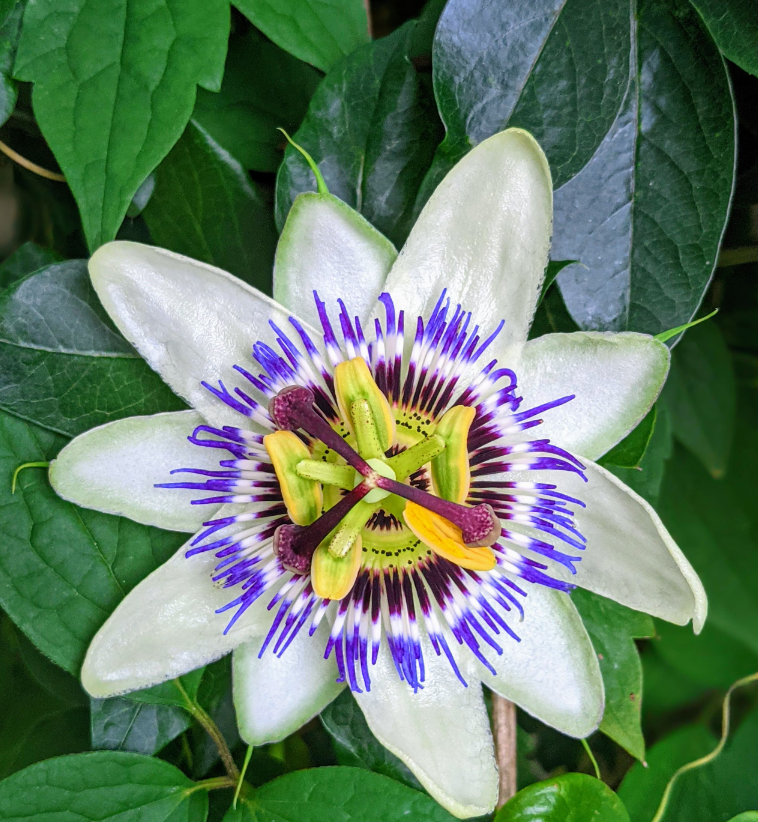 a South American plant called Passion Flower
