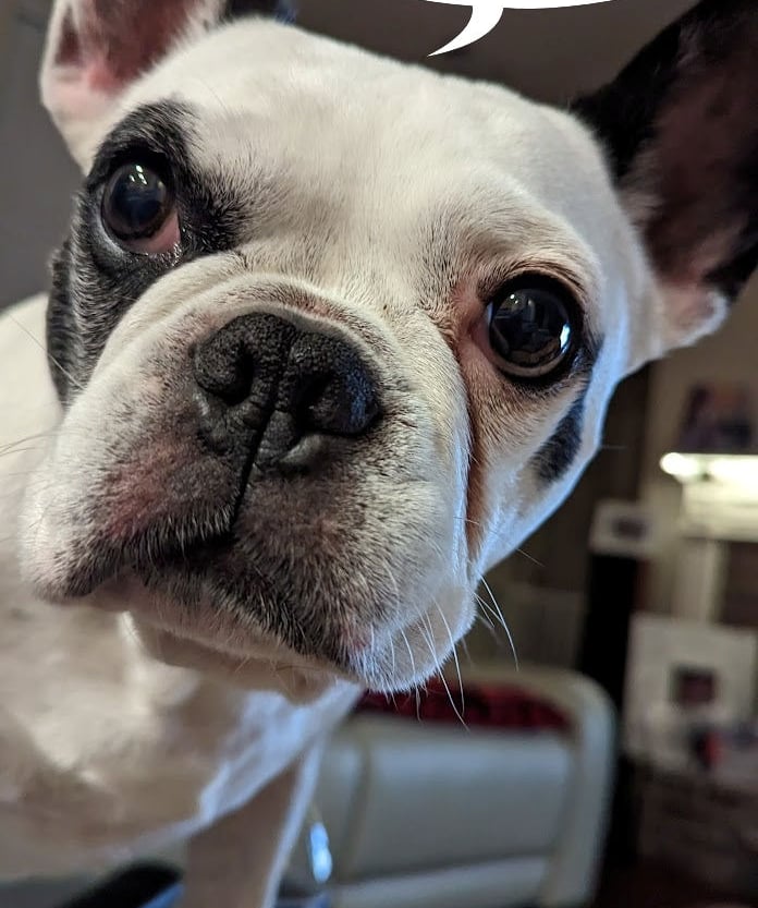 Dog ready to hire a pooper scooper