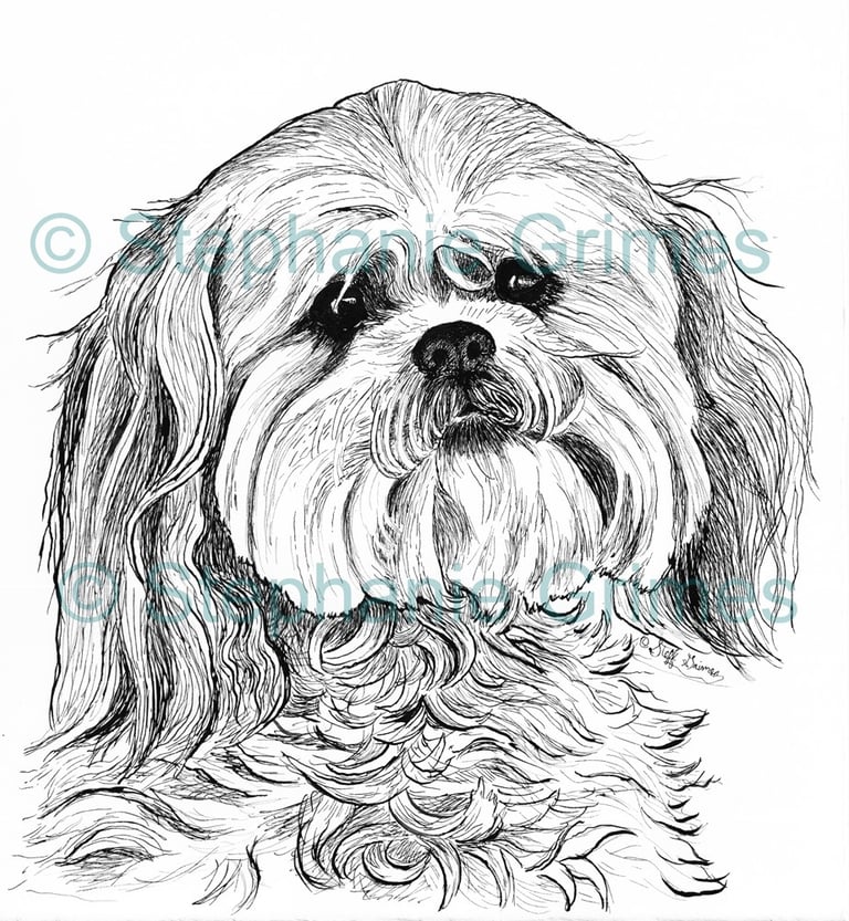 Pen and ink of a ship-tzu dog