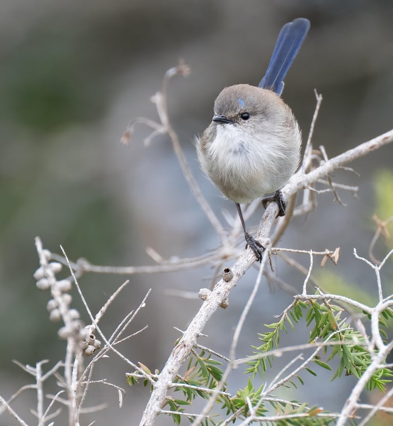 client satisfait magnetisme caen