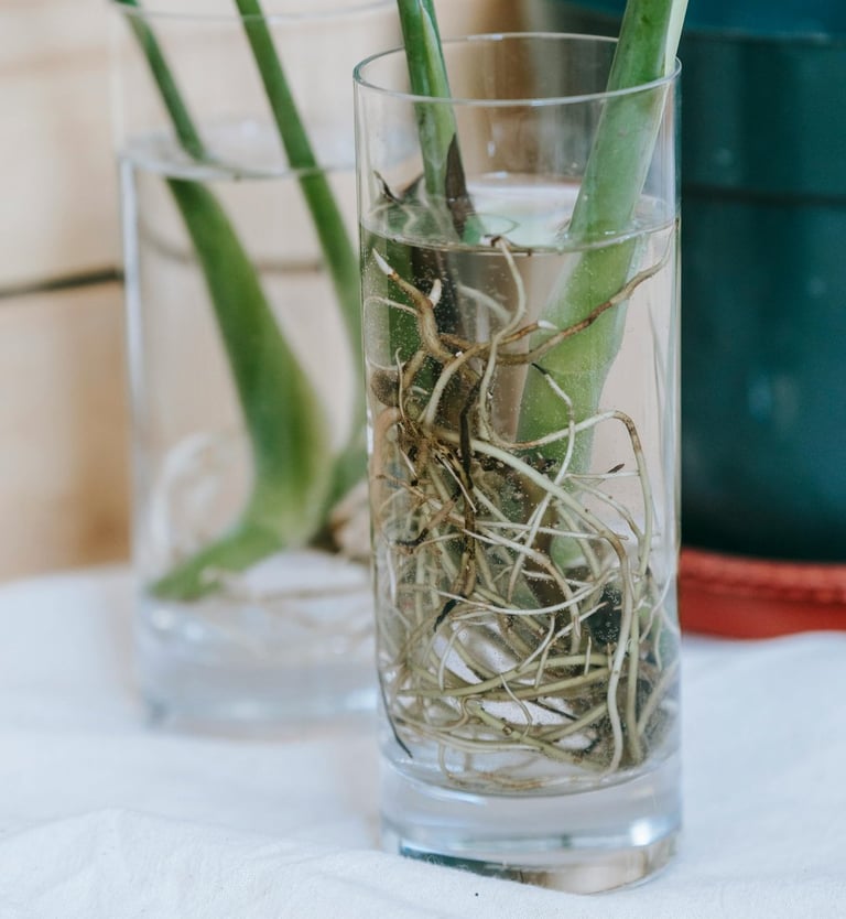 Aroid cuttings with roots in water