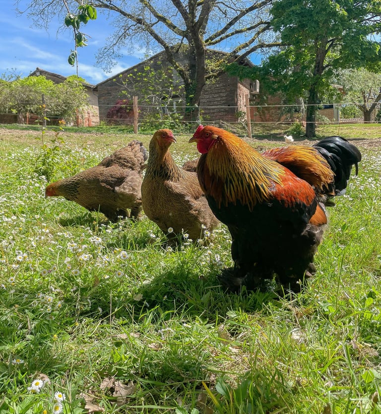 deux poules et un coq profitant dans la prairie