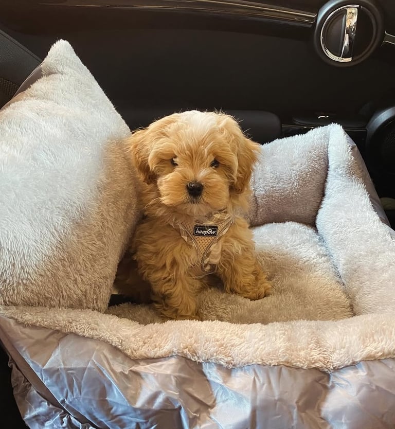 Maltipoo Puppies for Sale in the USA & Canada
