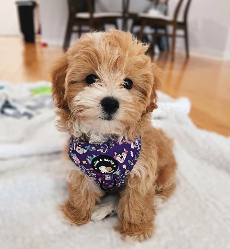 Maltipoo puppies for sale