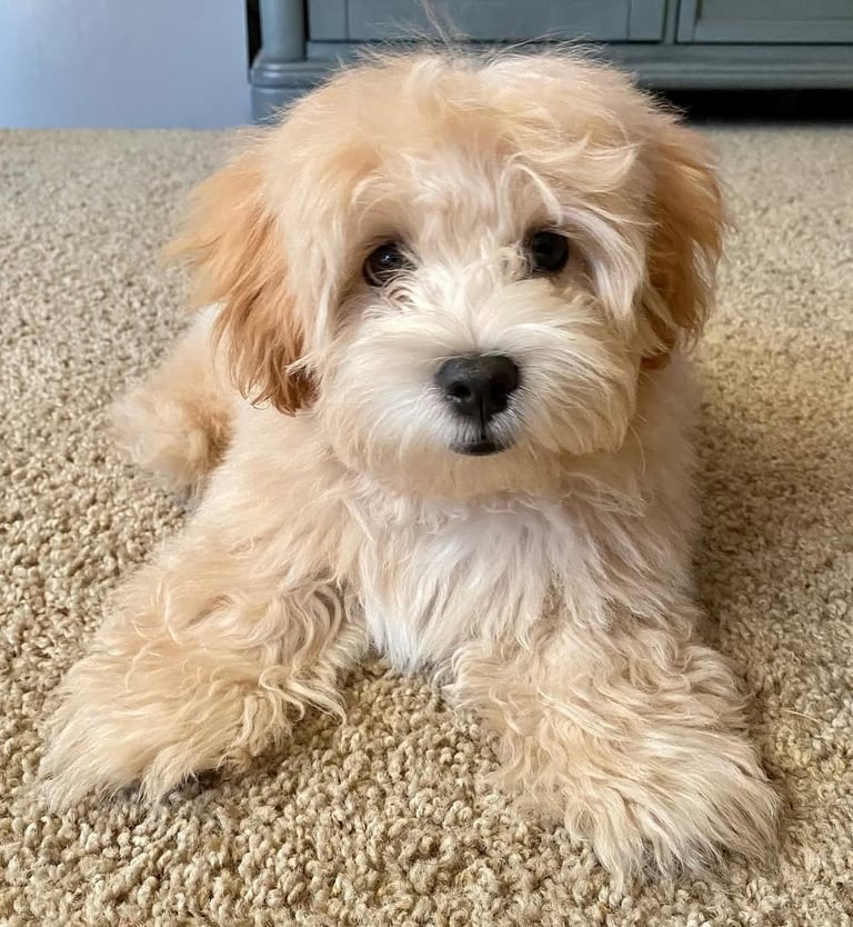 Family-Raised Maltipoos for Sale