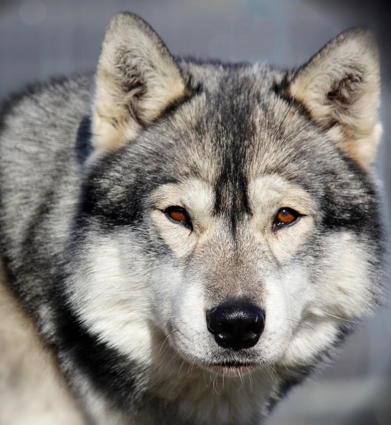Husky-Erlebnisse, Husky-Ausfahrten, Husky-Trekkingtouren, Husky Abenteuer, Dietfurt, Bayern