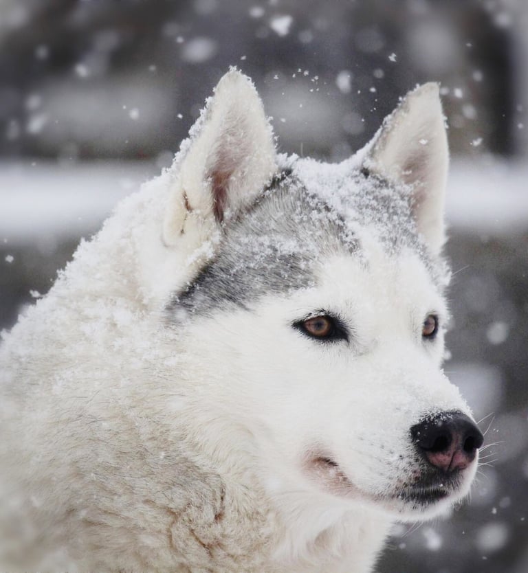 Husky-Erlebnisse, Husky-Ausfahrten, Husky-Trekkingtouren, Husky Abenteuer, Dietfurt, Bayern