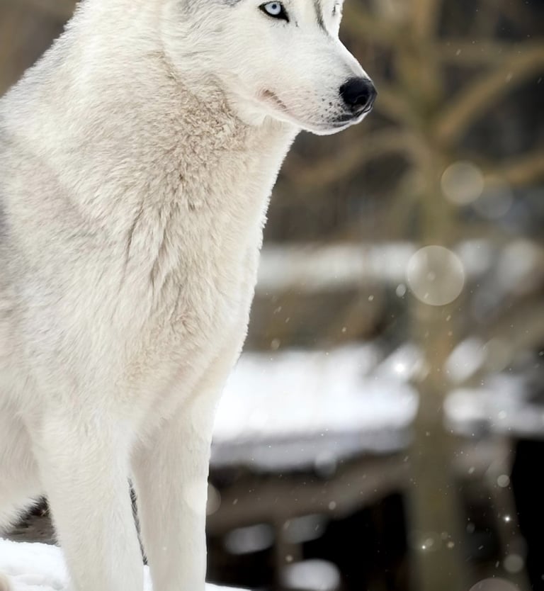 Husky-Erlebnisse, Husky-Ausfahrten, Husky-Trekkingtouren, Husky Abenteuer, Dietfurt, Bayern