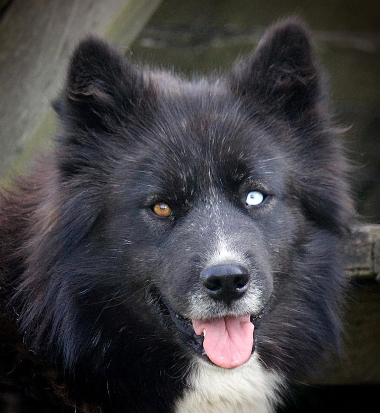Husky-Erlebnisse, Husky-Ausfahrten, Husky-Trekkingtouren, Husky Abenteuer, Dietfurt, Bayern