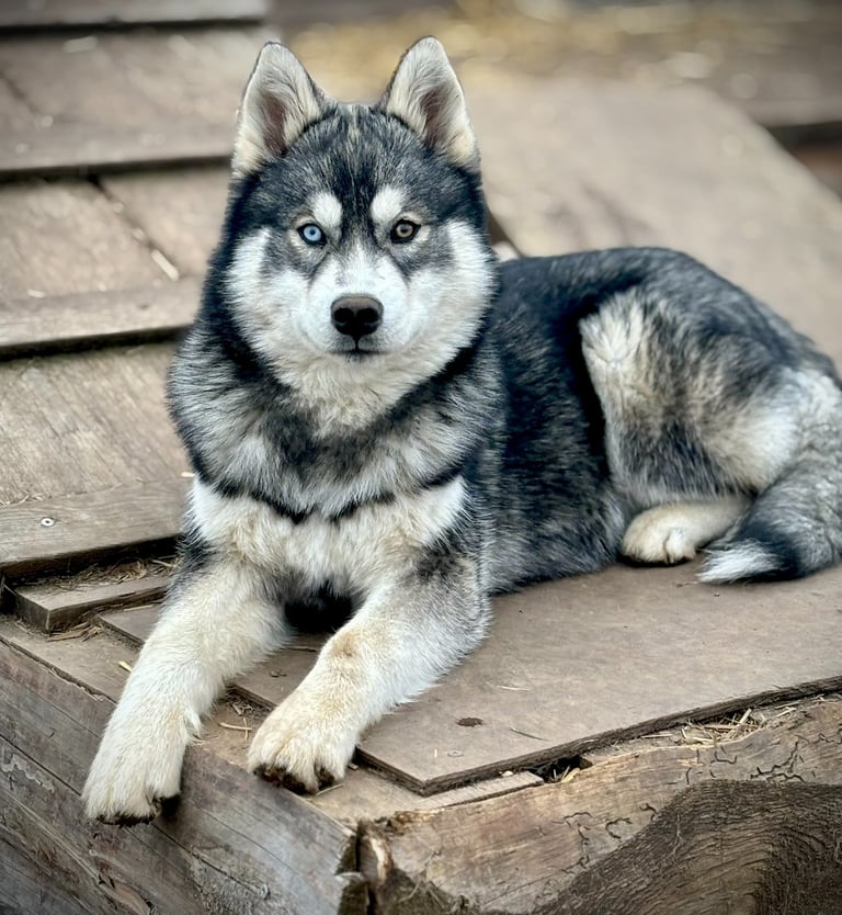 Husky-Erlebnisse, Husky-Ausfahrten, Husky-Trekkingtouren, Husky Abenteuer, Dietfurt, Bayern