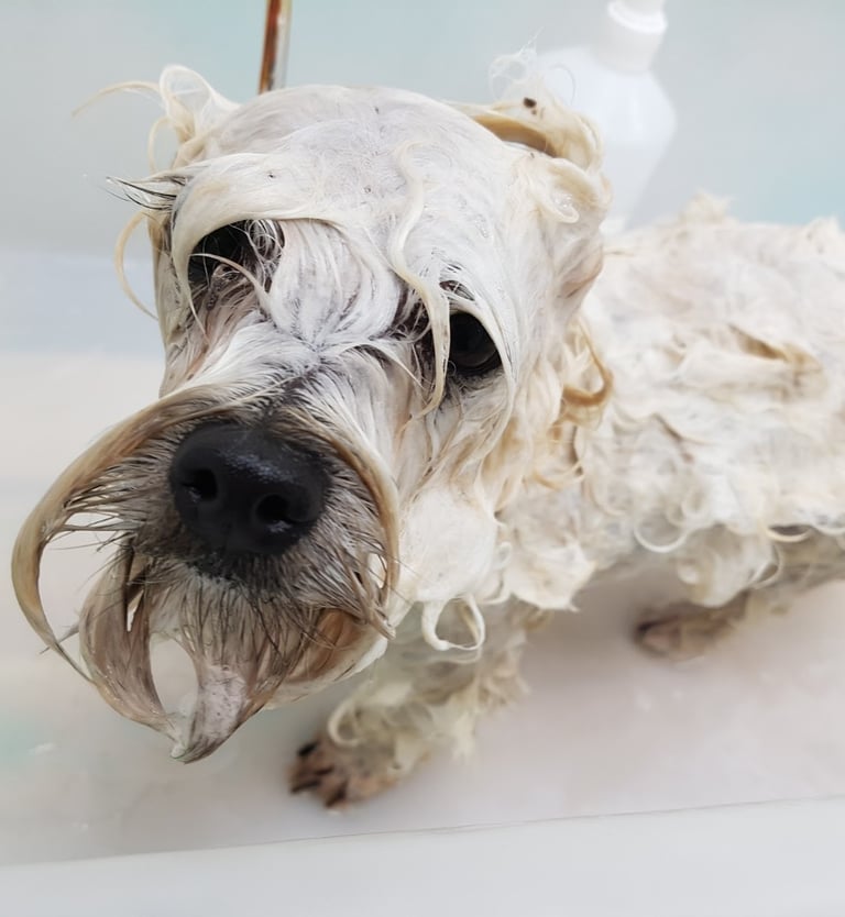 a dog is getting his hair washed with a hair dryer
