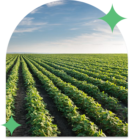 Farm, Vegetables