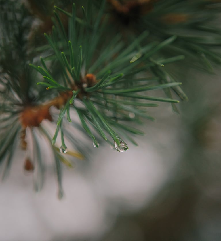Pine tree branch with water droplets, symbolizing employee mental health and freshness