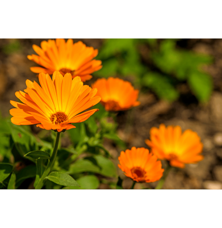caléndula para la piel, crema hidratante natural, ingredientes orgánicos, El Artesanal, productos naturales, cuidado de la pi