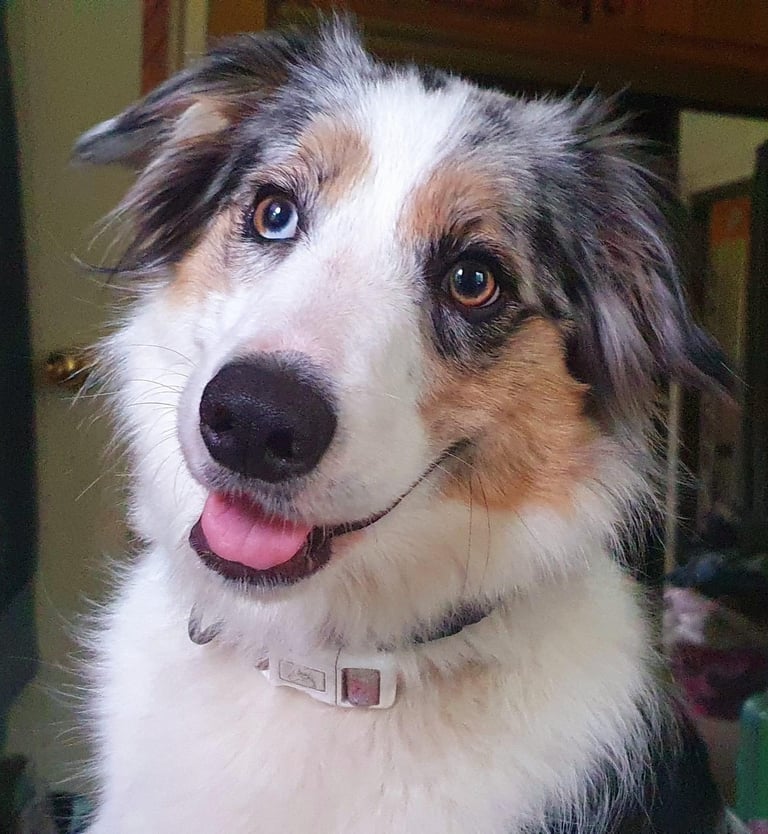 tri blue merle border collie girl 